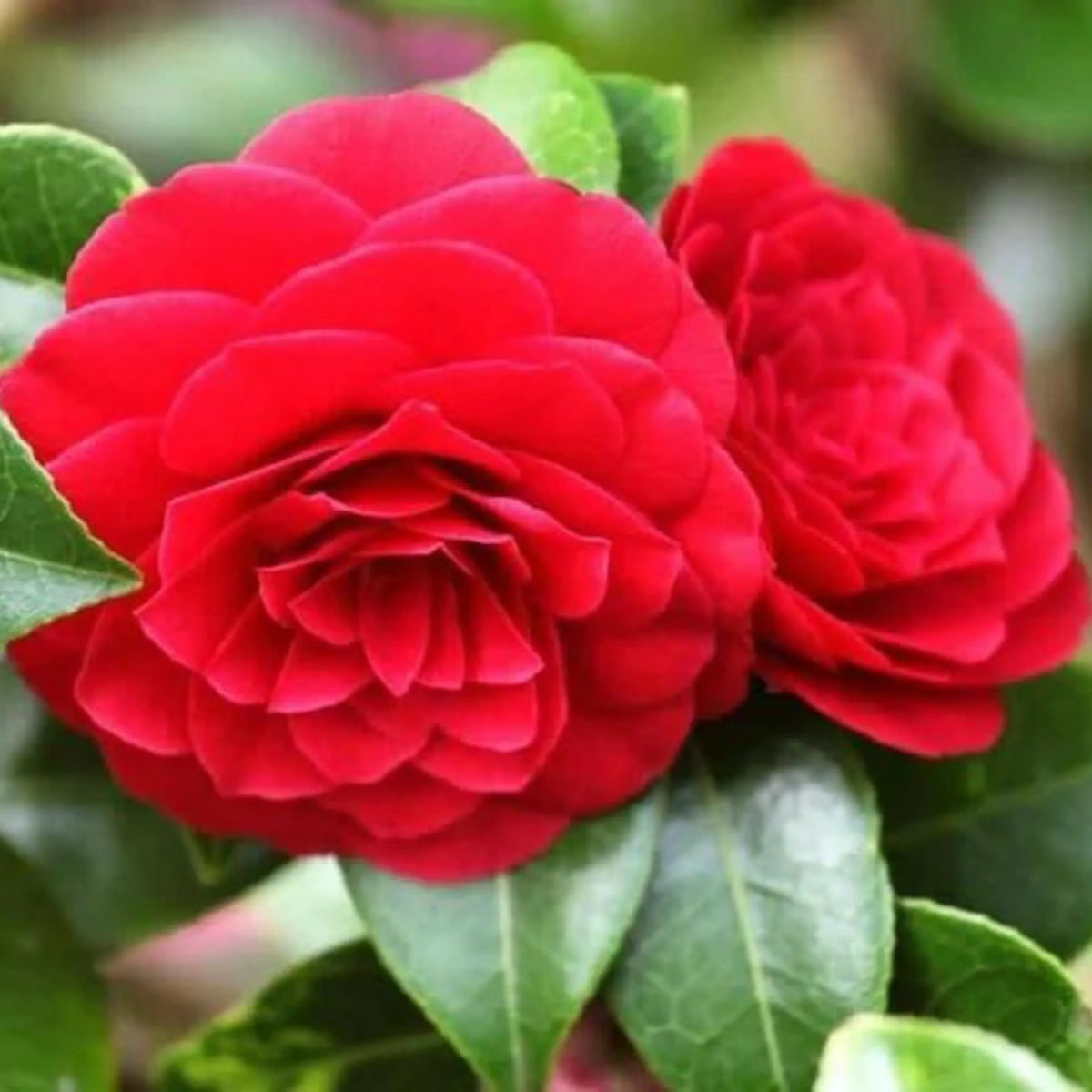 Camellia blume samen for anpflanzung - bright blooms, heirloom & gmo free samen for home garten
 
 sale for anpflanzung in home garten