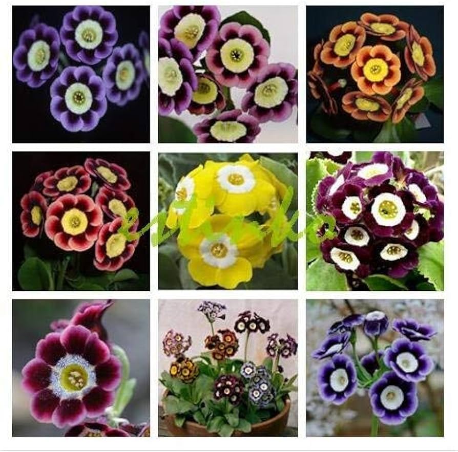 Mixed auricula blume samen for anpflanzung - long bloom season, heirloom & gmo free samen for home garten
 
 sale samen for anpflanzung in home garten