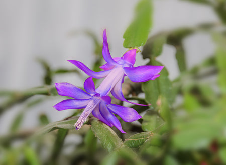 Violet zygocactus truncatus blume samen for anpflanzung - compact growth, heirloom & gmo free samen for home garten
sale samen for anpflanzung in home garten