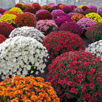 Chrysanthemum blume samen for anpflanzung drought tolerant heirloom & gmo free samen for home garten 
 
 sale samen for home garten anpflanzung