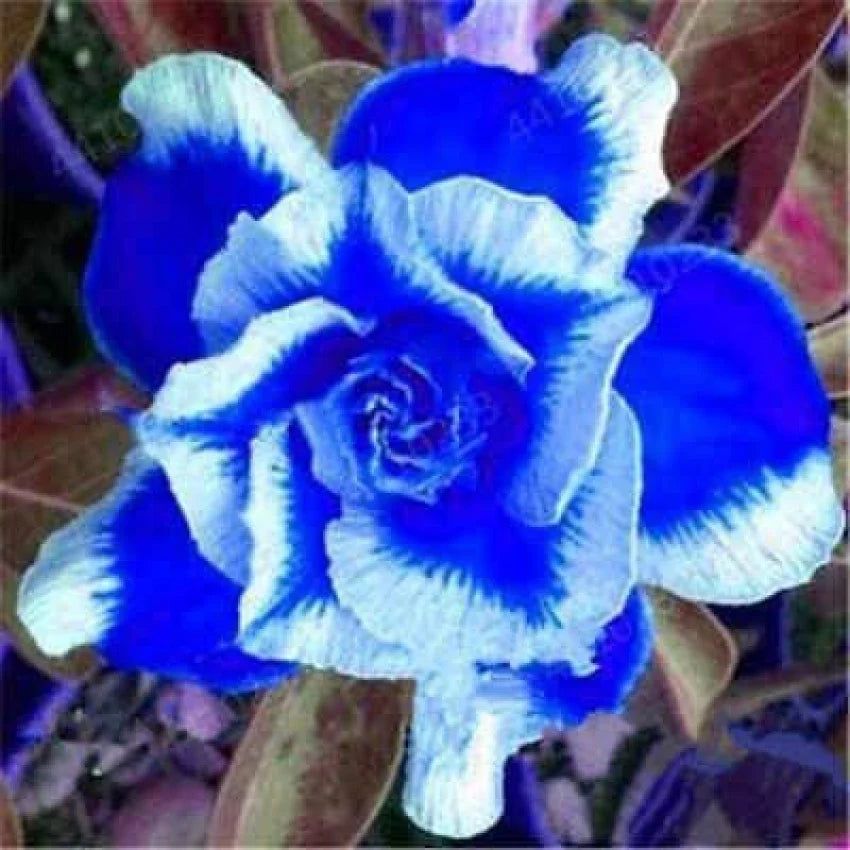 Blau weiß adenium blume samen for anpflanzung - cottage garten essential, heirloom & gmo free samen for home garten
 
 sale samen for anpflanzung in home garten