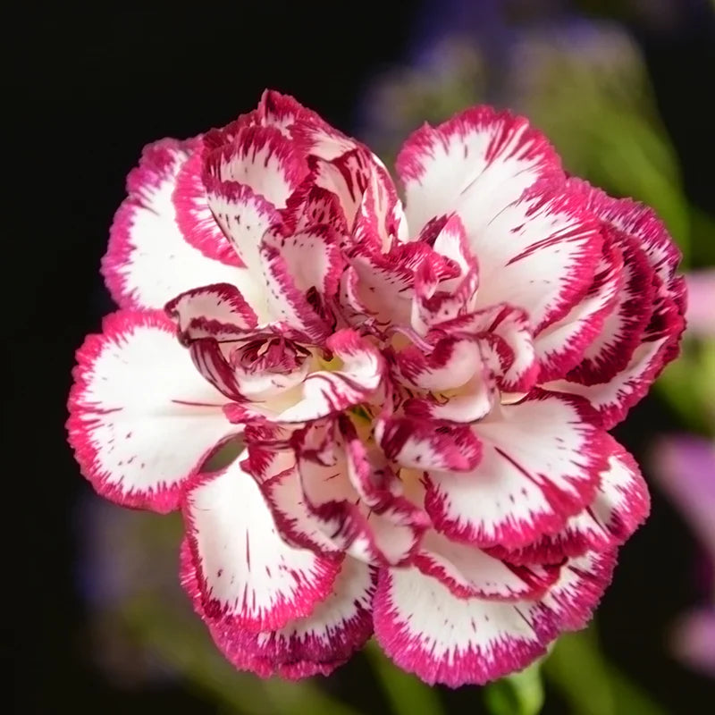 Rot weiß carnations blume samen for anpflanzung seasonal bloomer heirloom & gmo free samen for home garten 
 
 sale samen for home garten anpflanzung