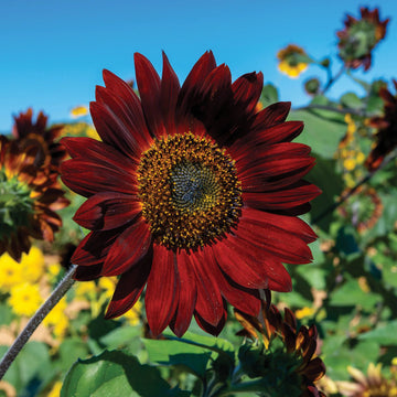 Maroon sunflower samen for anpflanzung - colorful display, heirloom & gmo free samen for home garten
 
 sale samen for anpflanzung in home garten