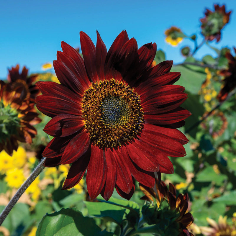 Maroon sunflower samen for anpflanzung - colorful display, heirloom & gmo free samen for home garten
 
 sale samen for anpflanzung in home garten