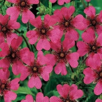 Rosa potentilla nepalensis blume samen for anpflanzung - cut blume favorite, heirloom & gmo free samen for home garten
 
 sale samen for anpflanzung in home garten