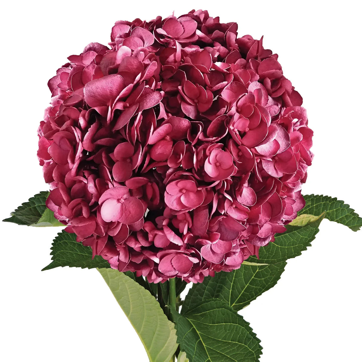 Burgundy hydrangea blume samen for anpflanzung fragrant blossoms heirloom & gmo free samen for home garten 
 
 sale samen for home garten anpflanzung