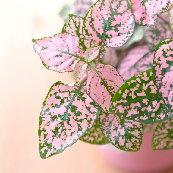 Light rosa grün hypoestes blume samen for anpflanzung low maintenance heirloom & gmo free samen for home garten
 
 sale samen for home garten anpflanzung
