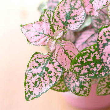 Light rosa grün hypoestes blume samen for anpflanzung low maintenance heirloom & gmo free samen for home garten
 
 sale samen for home garten anpflanzung