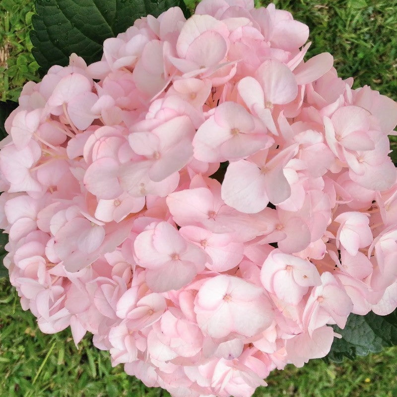 Baby rosa hydrangea blume samen for anpflanzung premium quality heirloom & gmo free samen for home garten 
 
 sale samen for home garten anpflanzung