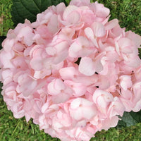 Baby rosa hydrangea blume samen for anpflanzung premium quality heirloom & gmo free samen for home garten 
 
 sale samen for home garten anpflanzung