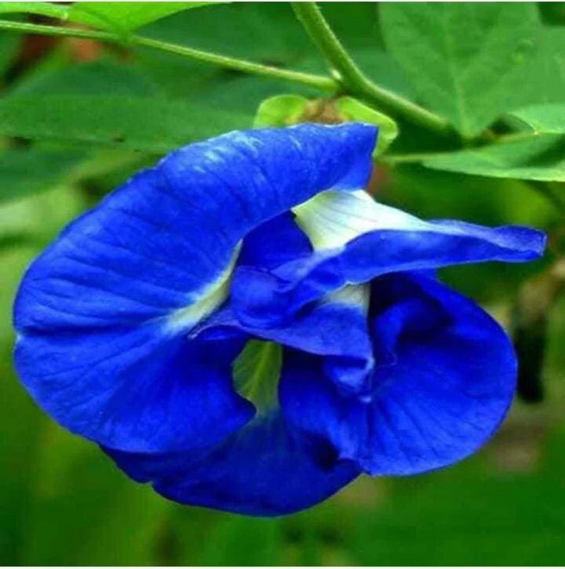 Blau clitoria blume samen for anpflanzung - vibrant colors, heirloom & gmo free samen for home garten
 
 sale samen for anpflanzung in home garten