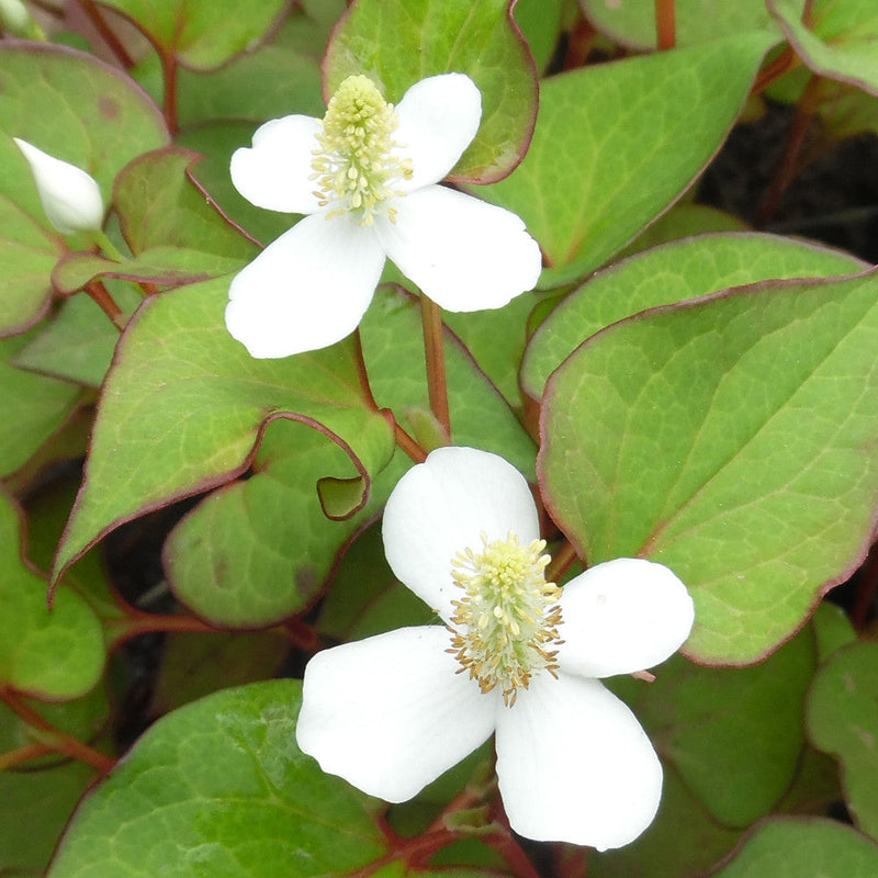 Houttuynia blume samen for anpflanzung perfect for borders heirloom & gmo free samen for home garten 
 
 sale for anpflanzung in home garten