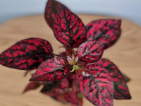 Rot hypoestes blume samen for anpflanzung - long bloom season, heirloom & gmo free samen for home garten
 
 sale samen for anpflanzung in home garten