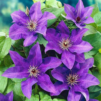 Lila clematis blume samen for anpflanzung - bright blooms, heirloom & gmo free samen for home garten
 
 sale samen for home garten