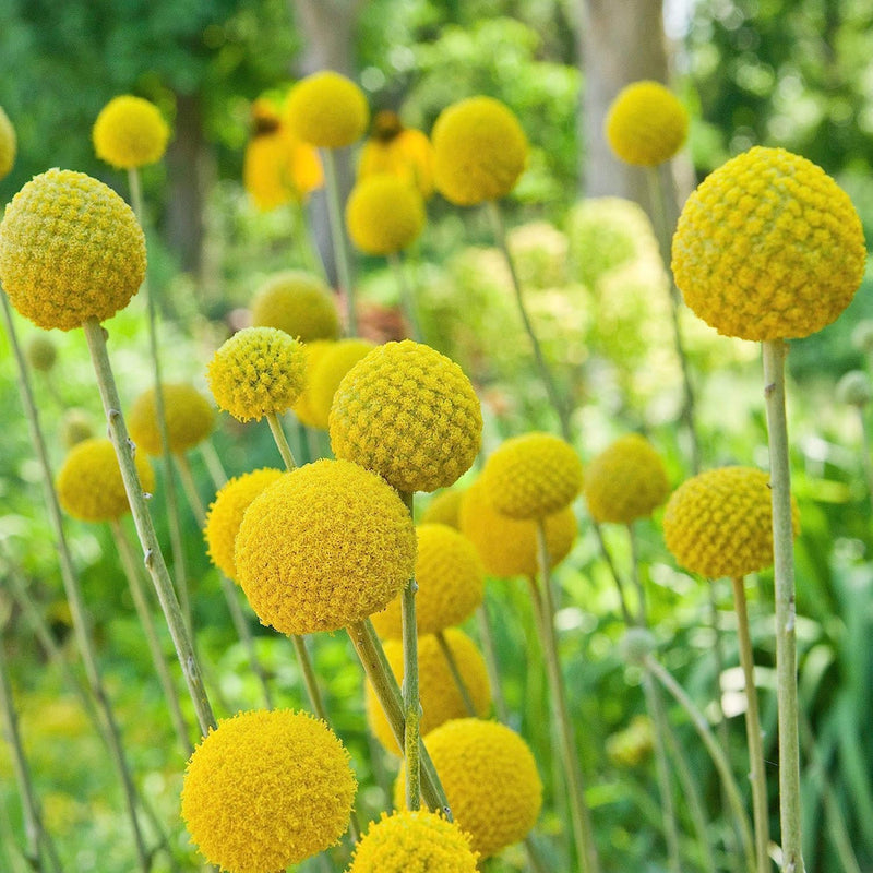 Craspedia blume samen for anpflanzung low maintenance heirloom & gmo free samen for home garten 
 
 sale samen for home garten anpflanzung