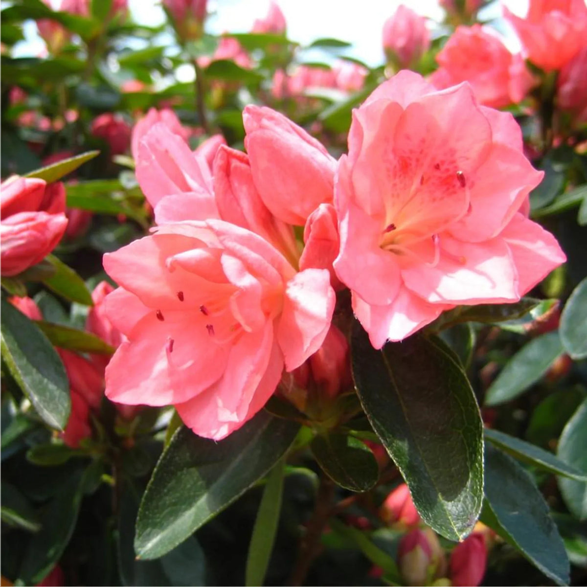 Rosa rhododendron azalea blume samen blume samen for anpflanzung bright blooms heirloom & gmo free samen for home garten
 
 sale samen for home garten anpflanzung