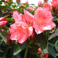 Rosa rhododendron azalea blume samen blume samen for anpflanzung bright blooms heirloom & gmo free samen for home garten
 
 sale samen for home garten anpflanzung