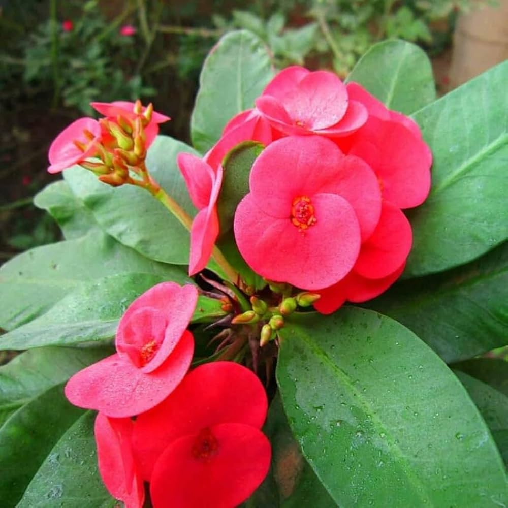 Rot euphorbia milii blume samen for anpflanzung perfect for borders heirloom & gmo free samen for home garten
 
 sale samen for home garten anpflanzung