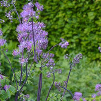 Lavender thalictrum blume samen for anpflanzung premium quality heirloom & gmo free samen for home garten 
 
 sale samen for home garten anpflanzung
