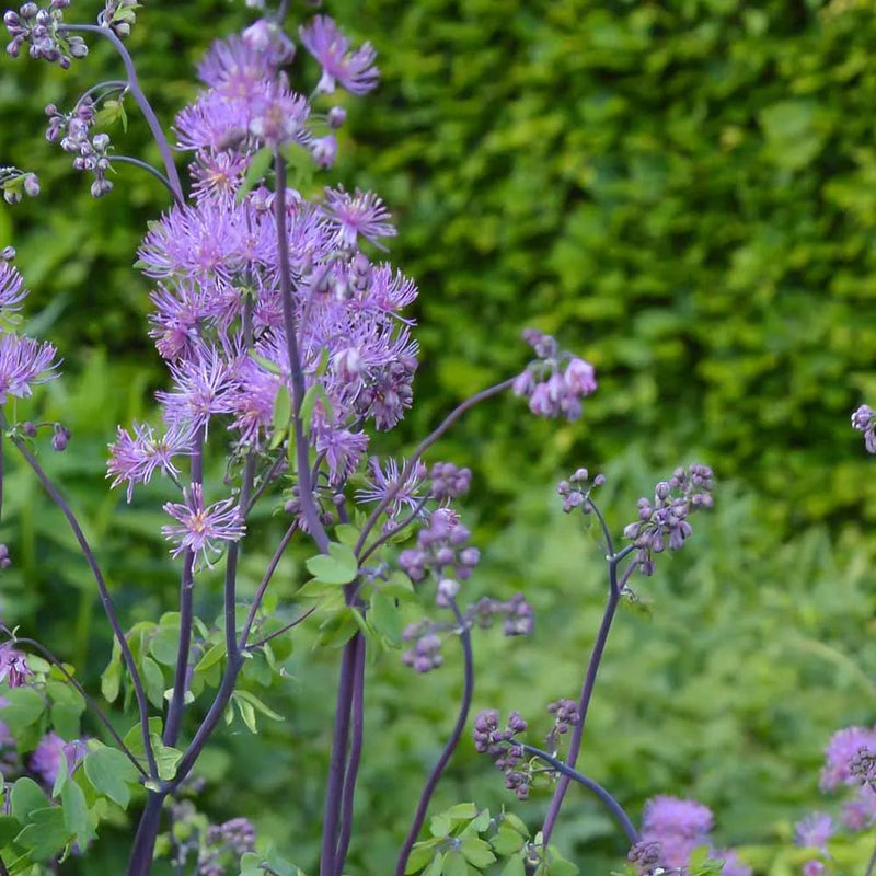 Lavender thalictrum blume samen for anpflanzung premium quality heirloom & gmo free samen for home garten 
 
 sale samen for home garten anpflanzung