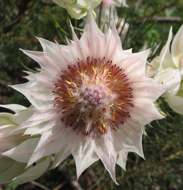 Serruria blume samen for anpflanzung cut blume favorite heirloom & gmo free samen for home garten 
 
 sale samen for home garten anpflanzung