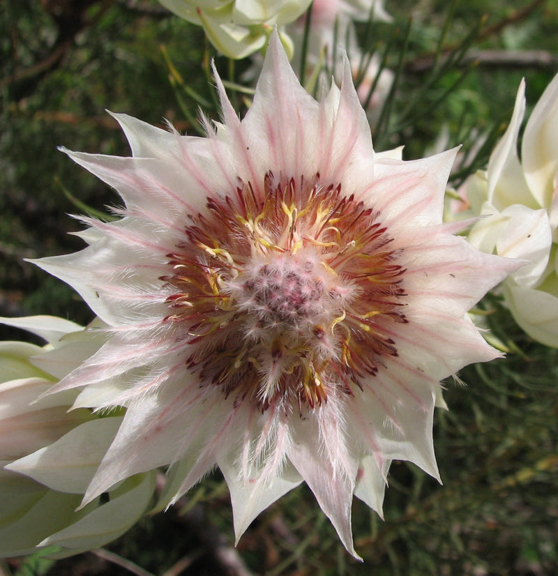 Serruria blume samen for anpflanzung cut blume favorite heirloom & gmo free samen for home garten 
 
 sale samen for home garten anpflanzung