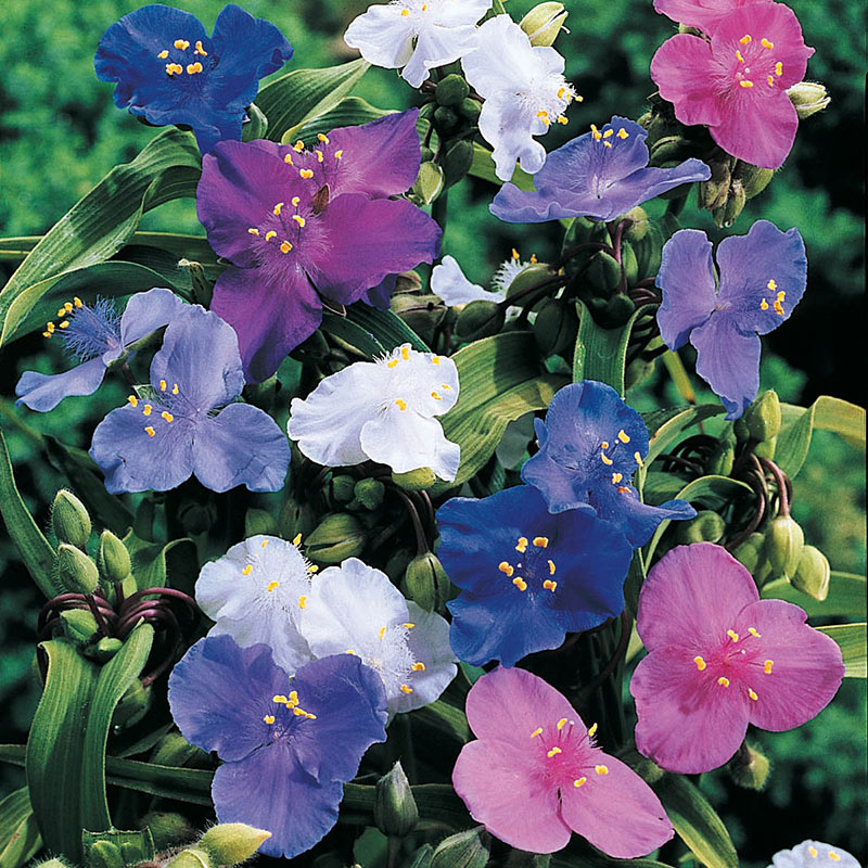 Spiderwort shimmer blume samen for anpflanzung pollinator friendly heirloom & gmo free samen for home garten 
 
 sale samen for home garten anpflanzung