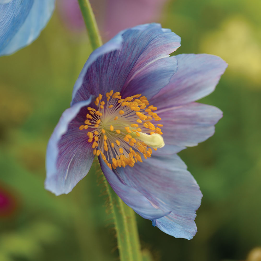 Lingholm blume samen for anpflanzung - drought tolerant, heirloom & gmo free samen for home garten
 
 sale samen for anpflanzung in home garten