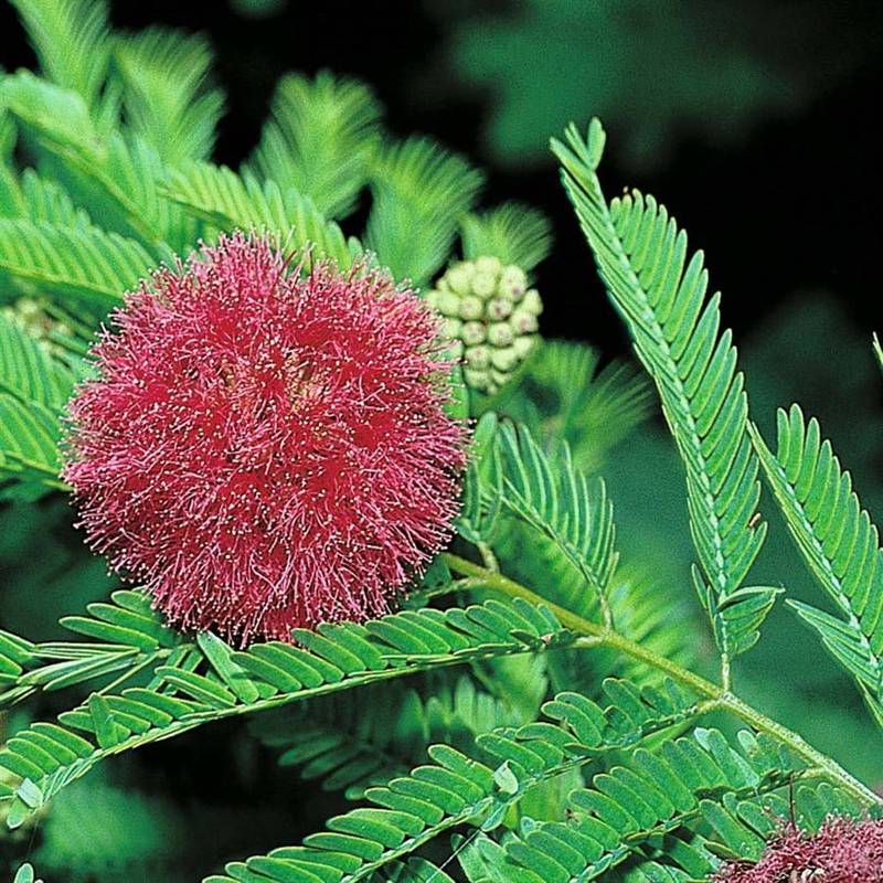 Mimosa pudica blume samen for anpflanzung - fragrant blossoms, heirloom & gmo free samen for home garten
 
 sale samen for home garten