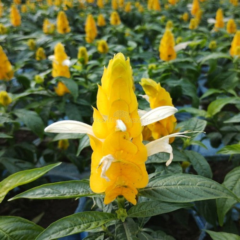 Gelb crossandra blume samen for anpflanzung - garten favorite, heirloom & gmo free samen for home garten
 
 sale samen for anpflanzung in home garten