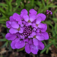 Violet iberis blume samen for anpflanzung - hardy variety, heirloom & gmo free samen for home garten
 
 sale samen for anpflanzung in home garten