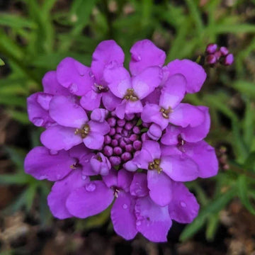 Violet iberis blume samen for anpflanzung - hardy variety, heirloom & gmo free samen for home garten
 
 sale samen for anpflanzung in home garten