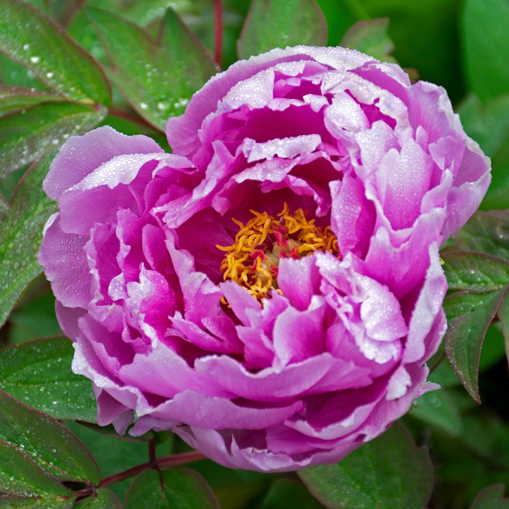 Lila paeonia suffruticosa blume samen for anpflanzung - hardy variety, heirloom & gmo free samen for home garten
 
 sale samen for anpflanzung in home garten