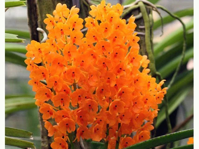 Light gelb ascocentrum blume samen for anpflanzung - hardy variety, heirloom & gmo free samen for home garten
 
 sale samen for anpflanzung in home garten