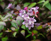 Lavender abelia blume samen for anpflanzung - low maintenance, heirloom & gmo free samen for home garten
 
 sale samen for anpflanzung in home garten