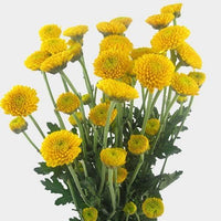 Gelb button blume samen for anpflanzung low maintenance heirloom & gmo free samen for home garten 
 
 sale samen for home garten anpflanzung