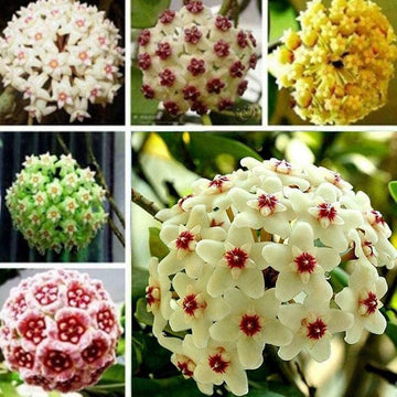 Mixed hoya blume samen for anpflanzung cut blume favorite heirloom & gmo free samen for home garten 
 
 sale samen for home garten anpflanzung