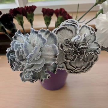 Gray carnation blume samen for anpflanzung vibrant colors heirloom & gmo free samen for home garten
 
 sale samen for home garten anpflanzung