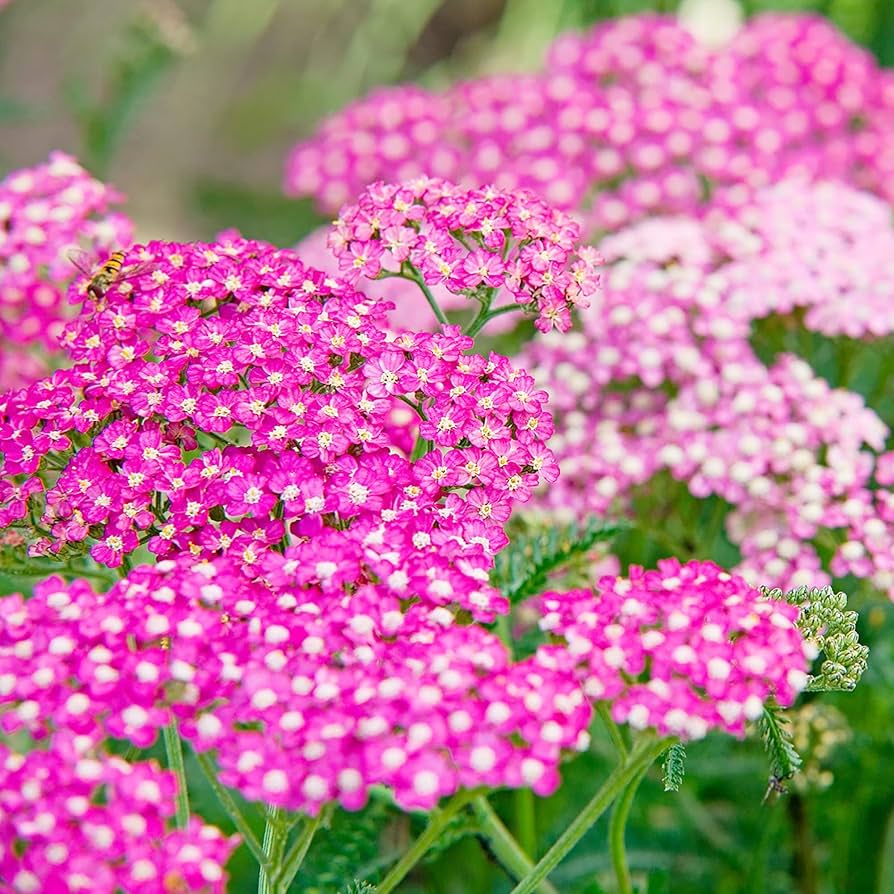 Cerise achillea blume samen for anpflanzung sun loving heirloom & gmo free samen for home garten 
 
 sale samen for home garten anpflanzung