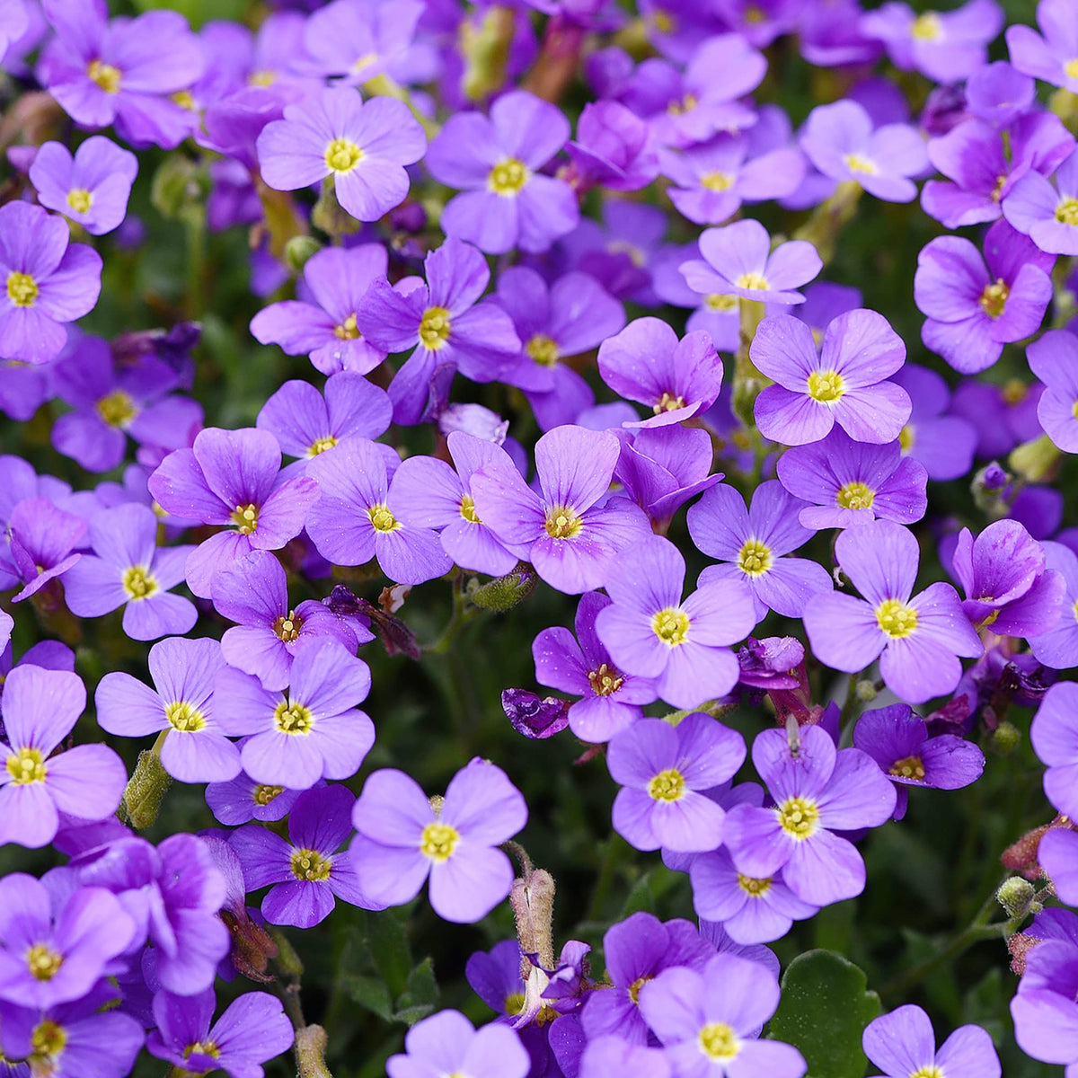 Lila aubrieta deltoidea blume samen for anpflanzung garten favorite heirloom & gmo free samen for home garten 
 
 sale samen for home garten anpflanzung