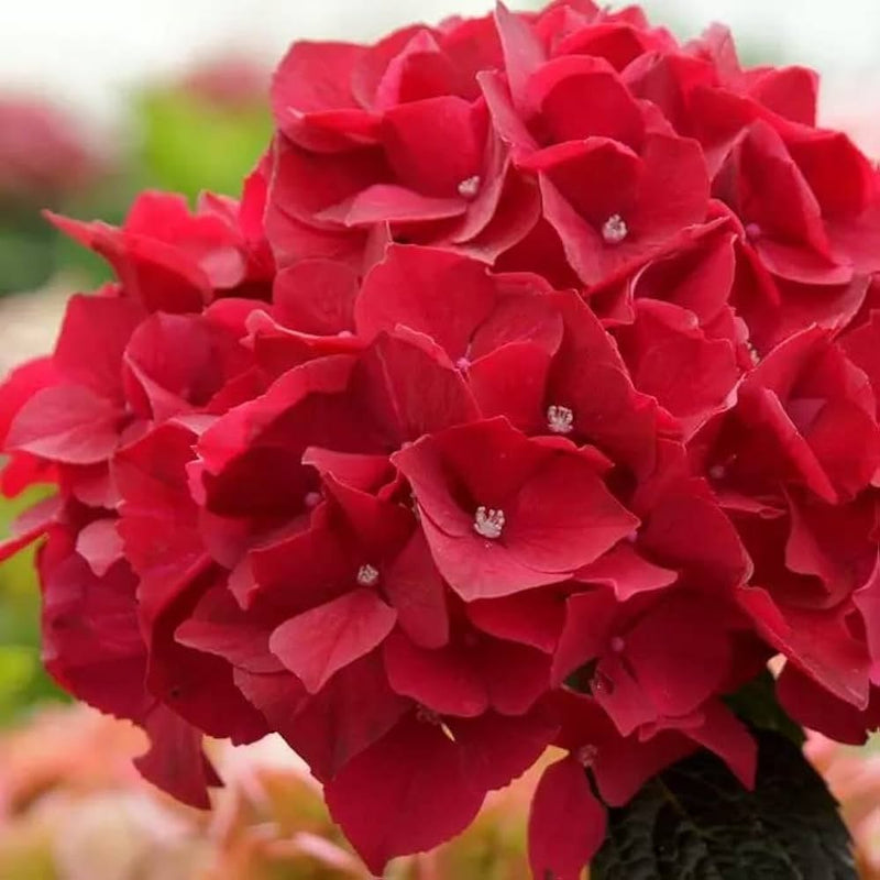 Deep rot hydrangea blume samen for anpflanzung hardy variety heirloom & gmo free samen for home garten 
 
 sale samen for home garten anpflanzung