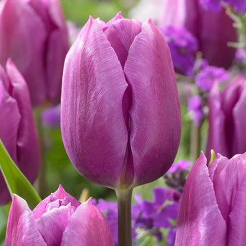Lila tulip blume samen for anpflanzung compact growth heirloom & gmo free samen for home garten
 
 sale samen for home garten anpflanzung