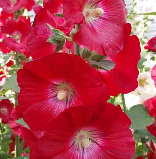 Rot hollyhock alcea blume samen for anpflanzung - drought tolerant, heirloom & gmo free samen for home garten
 
 sale samen for anpflanzung in home garten