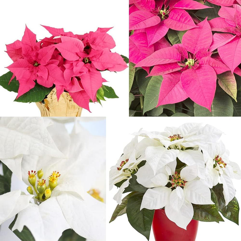 Mixed poinsettia blume samen for anpflanzung - garten favorite, heirloom & gmo free samen for home garten
 
 sale samen for anpflanzung in home garten
