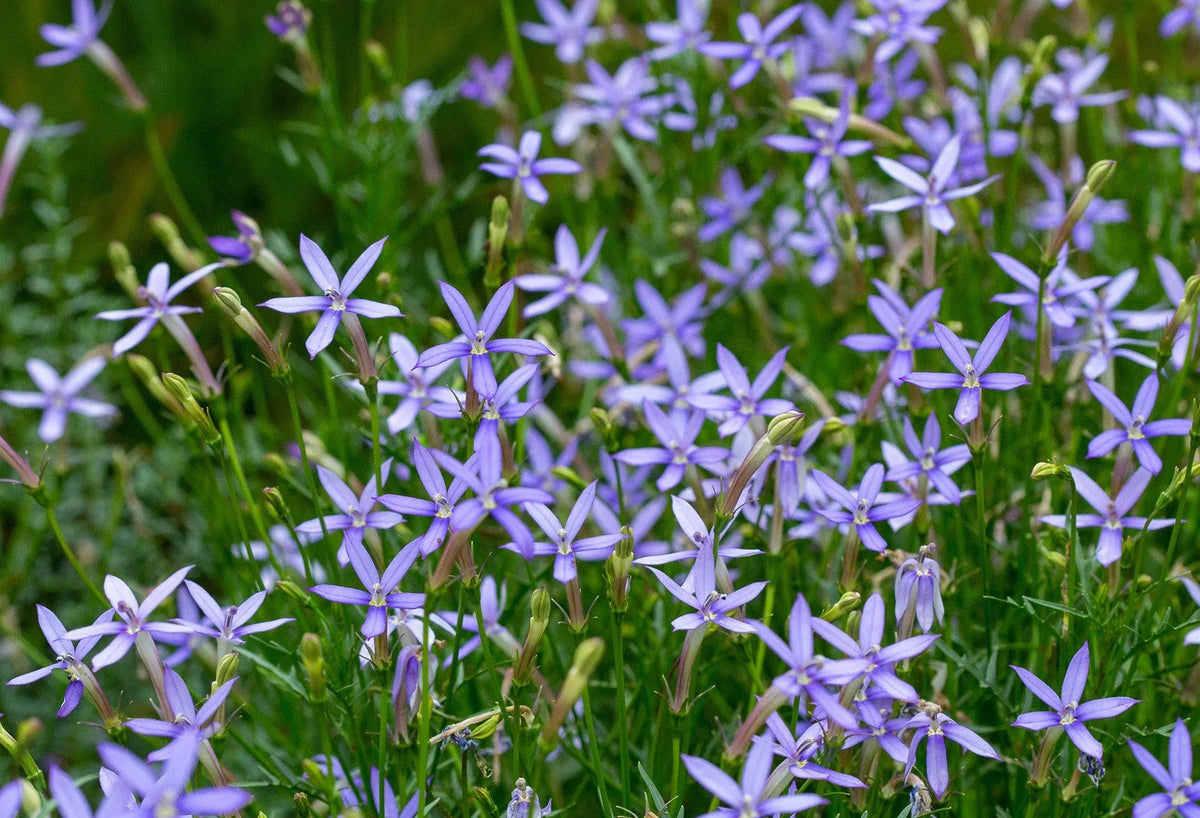 Blau laurentia blume samen for anpflanzung - vibrant colors, heirloom & gmo free samen for home garten
 
 sale samen for anpflanzung in home garten