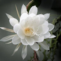 Weiß epiphyllum oxypetalum blume samen for anpflanzung cottage garten essential heirloom & gmo free samen for home garten 
 
 sale samen for home garten anpflanzung