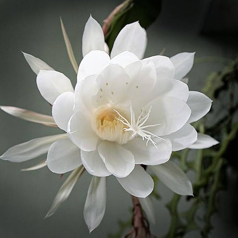 Weiß epiphyllum oxypetalum blume samen for anpflanzung cottage garten essential heirloom & gmo free samen for home garten 
 
 sale samen for home garten anpflanzung