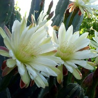 Cereus blume samen for anpflanzung - perfect for borders, heirloom & gmo free samen for home garten
 
 sale samen for anpflanzung in home garten