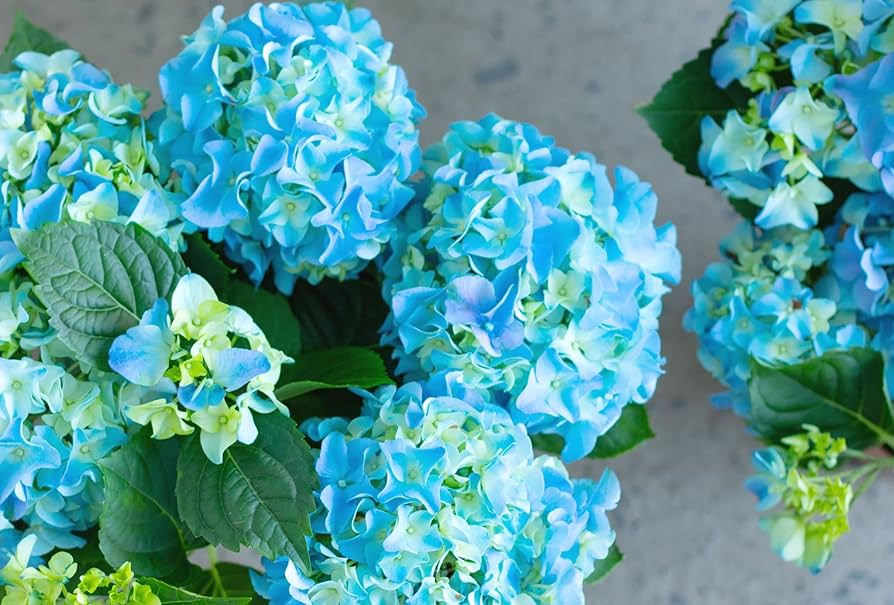 Sea blau hydrangea blume samen for anpflanzung - sun loving, heirloom & gmo free samen for home garten
 
 sale samen for anpflanzung in home garten