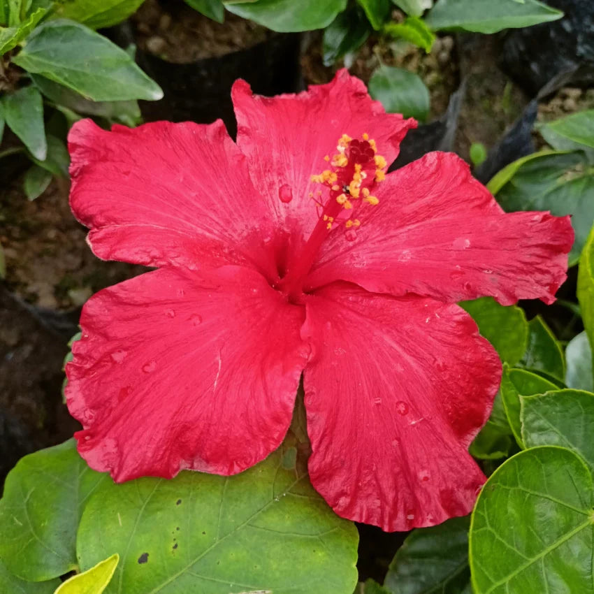 Burgundy hibiscus blume samen for anpflanzung colorful display heirloom & gmo free samen for home garten 
 
 sale samen for home garten anpflanzung